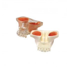 Sinus Modell